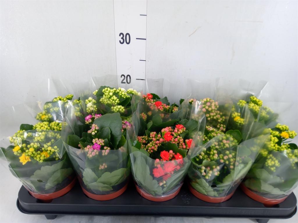 Горшечные цветы и растения оптом Kalanchoe Blos.   ..rosebud Mix  5 от 10шт из Голландии с доставкой по России