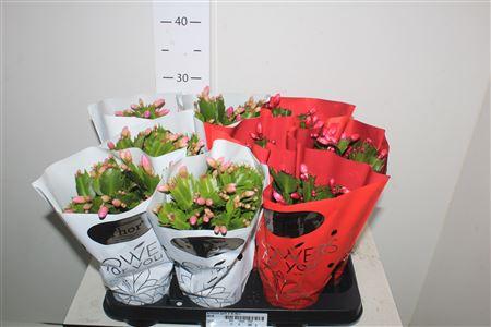 Горшечные цветы и растения оптом Schlumb Gem 2 Kl 45+ от 9шт из Голландии с доставкой по России