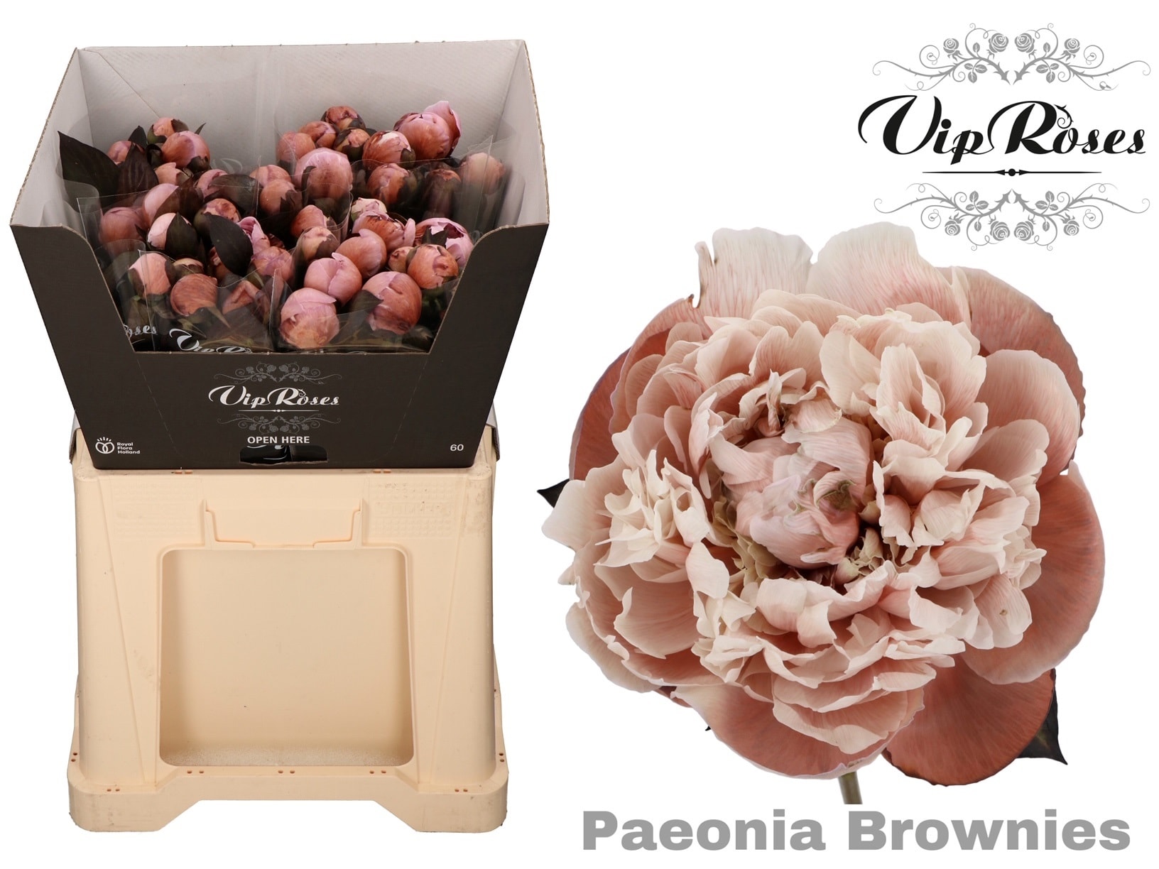 Срезанные цветы оптом Paeonia paint brownies от 20шт из Голландии с доставкой по России