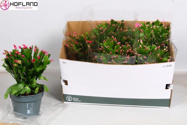 Горшечные цветы и растения оптом Schlumb Gem 3 Kl от 6шт из Голландии с доставкой по России