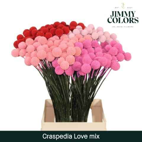 Срезанные цветы оптом Craspedia paint mix love от 200шт из Голландии с доставкой по России