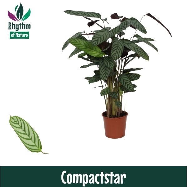 Горшечные цветы и растения оптом Calathea Compactstar (rhythm Of Nature) от 6шт из Голландии с доставкой по России