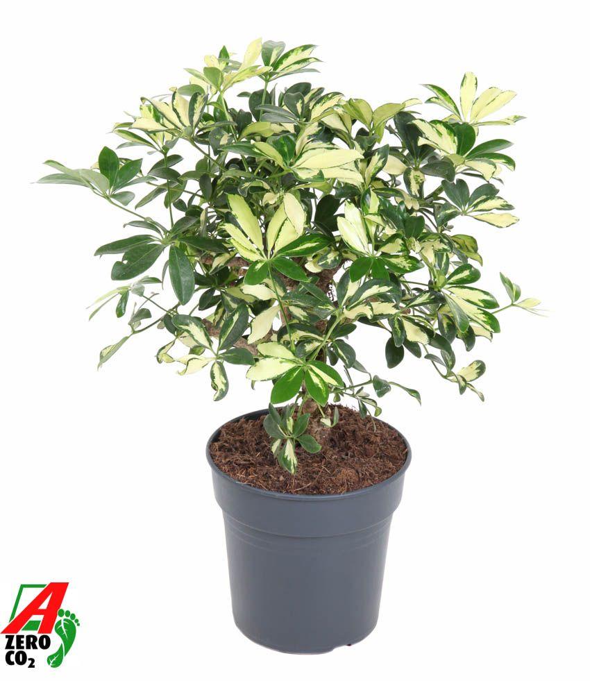 Горшечные цветы и растения оптом Schefflera Trinette от 1шт из Голландии с доставкой по России