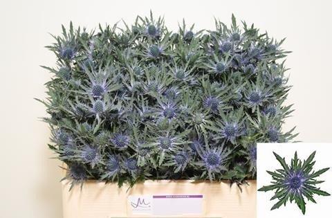 Срезанные цветы оптом Eryngium orion от 60шт из Голландии с доставкой по России