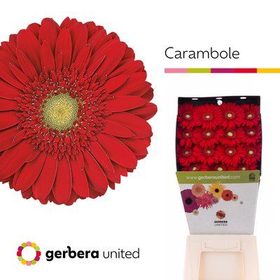 Срезанные цветы оптом Gerbera diamond carambole от 15шт из Голландии с доставкой по России