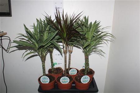 Горшечные цветы и растения оптом Kamerpl Gem Gr 4 Srt от 6шт из Голландии с доставкой по России