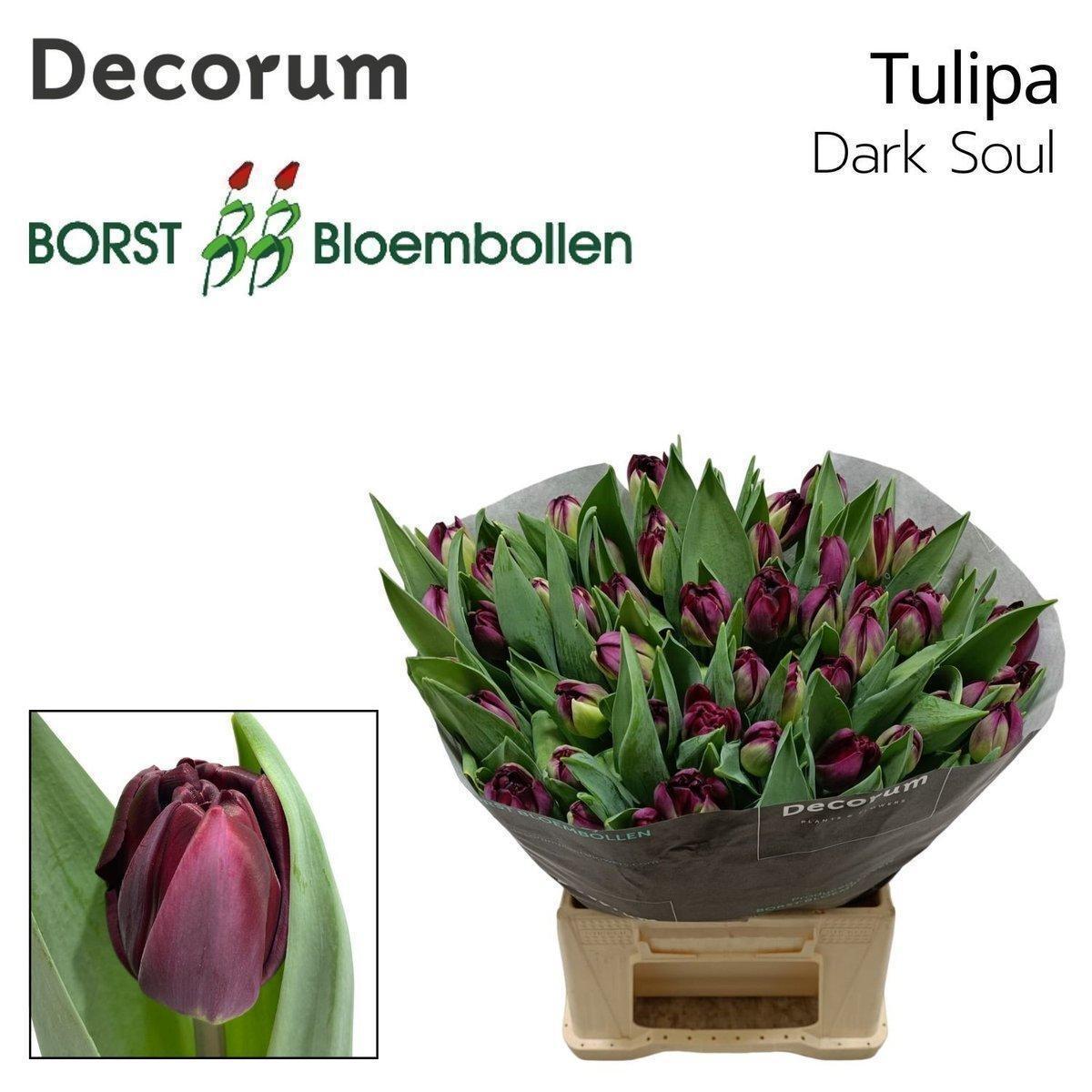 Срезанные цветы оптом Tulipa do dark soul от 50шт из Голландии с доставкой по России