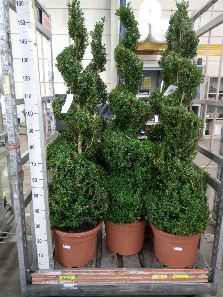 Горшечные цветы и растения оптом Buxus Semp.   ... от 1шт из Голландии с доставкой по России