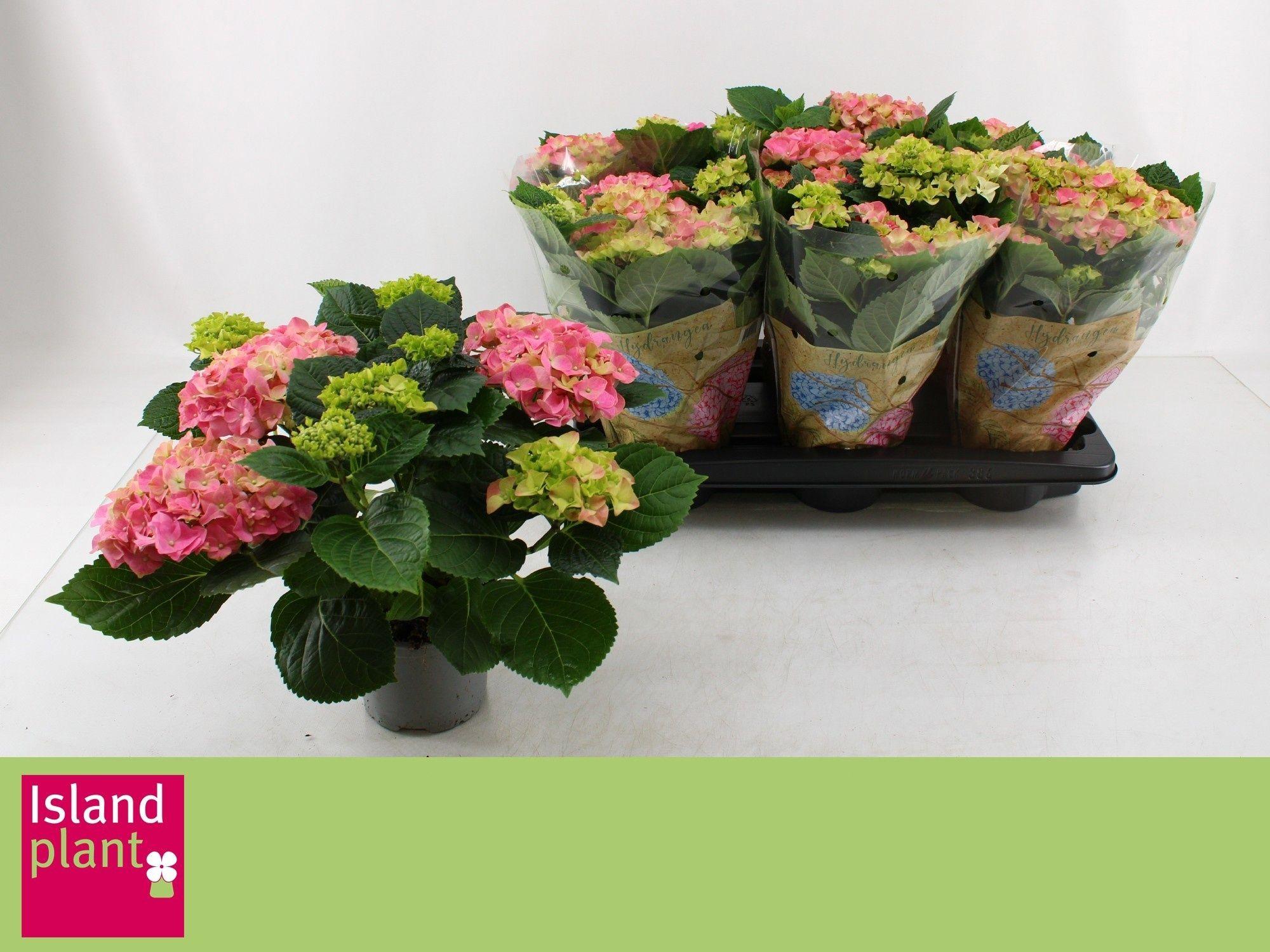 Горшечные цветы и растения оптом Hydr M Early Rosa от 6шт из Голландии с доставкой по России