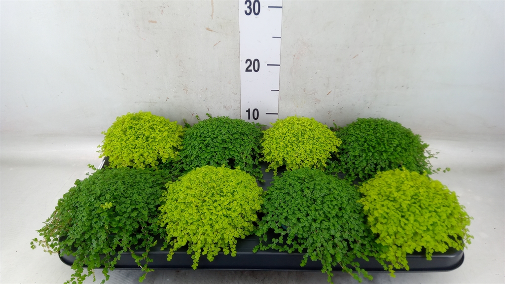 Горшечные цветы и растения оптом Soleirolia Soleirolii   ...mix 2 от 8шт из Голландии с доставкой по России