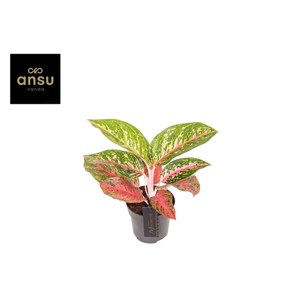 Горшечные цветы и растения оптом Aglaonema Red Reflections от 6шт из Голландии с доставкой по России