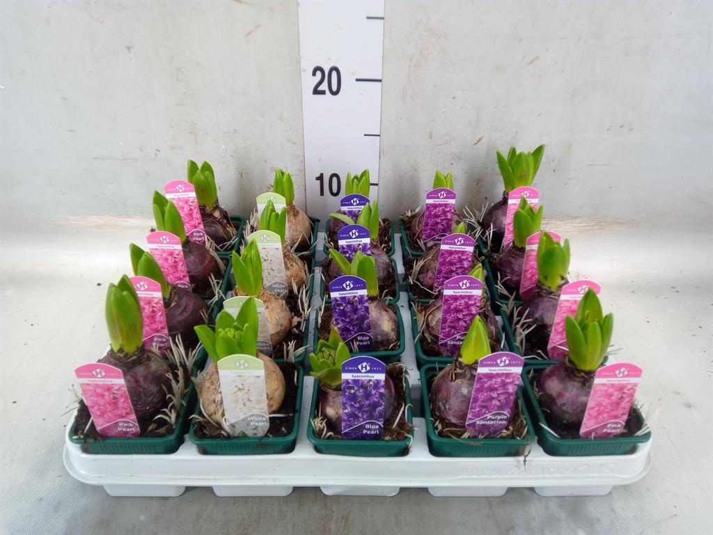 Горшечные цветы и растения оптом Hyacinthus Orie.   ...mix 5 от 20шт (для телеги) из Голландии с доставкой по России