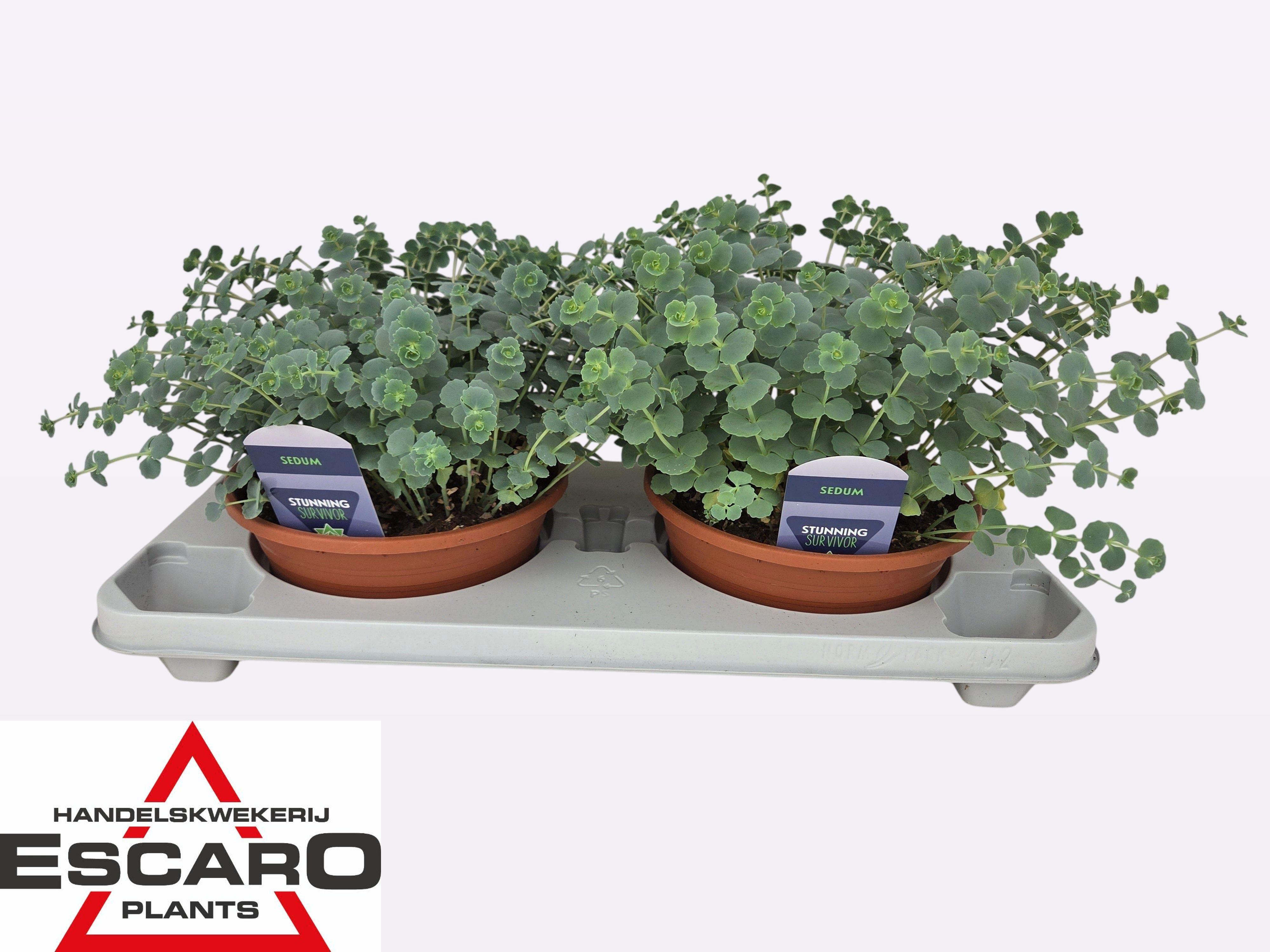 Горшечные цветы и растения оптом Sedum Sieboldii от 2шт из Голландии с доставкой по России