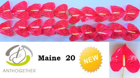 Срезанные цветы оптом Anthurium maine от 20шт из Голландии с доставкой по России