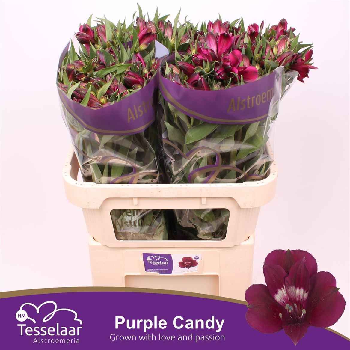 Срезанные цветы оптом Alstroemeria purple candy от 60шт из Голландии с доставкой по России