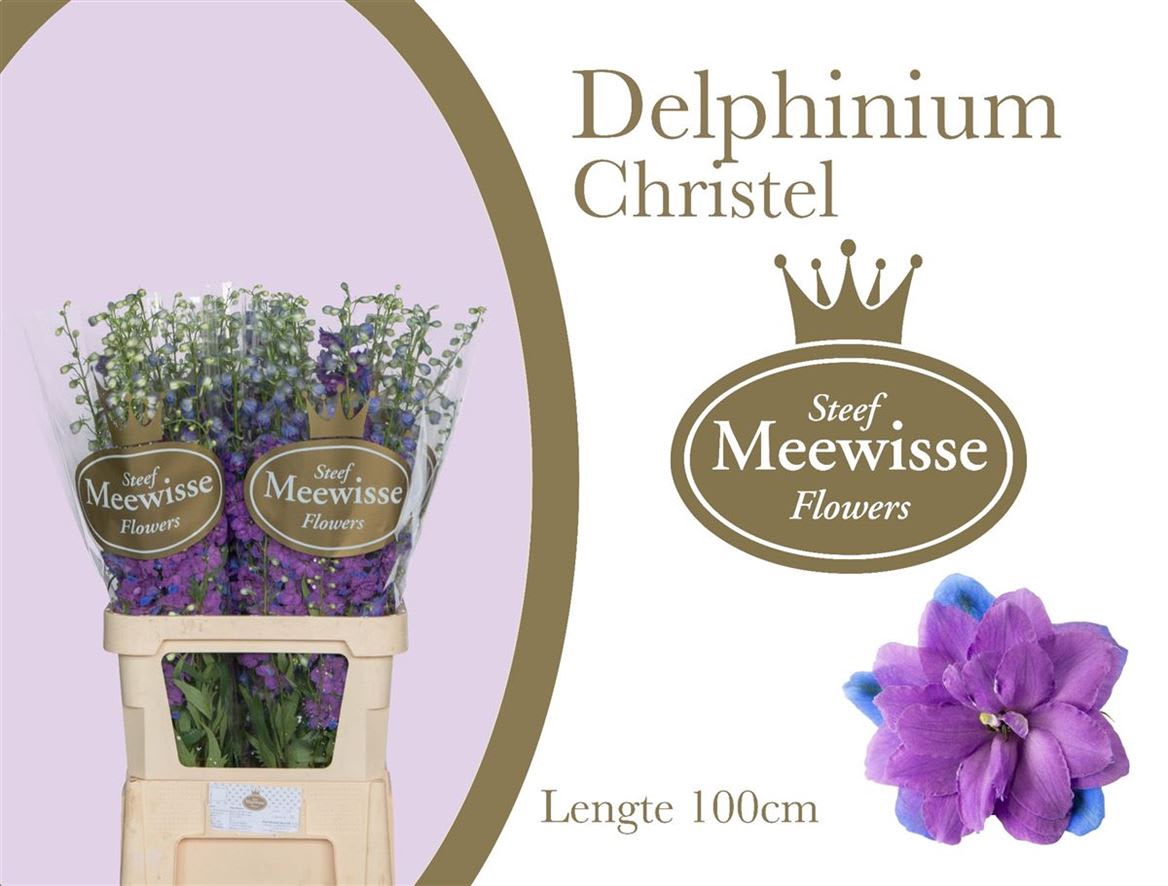 Срезанные цветы оптом Delphinium el du christel от 40шт из Голландии с доставкой по России