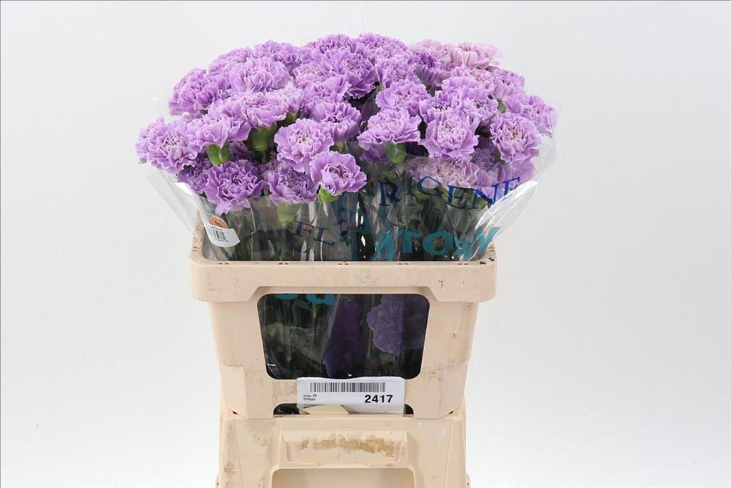 Срезанные цветы оптом Dianthus st moonaqua от 100шт из Голландии с доставкой по России