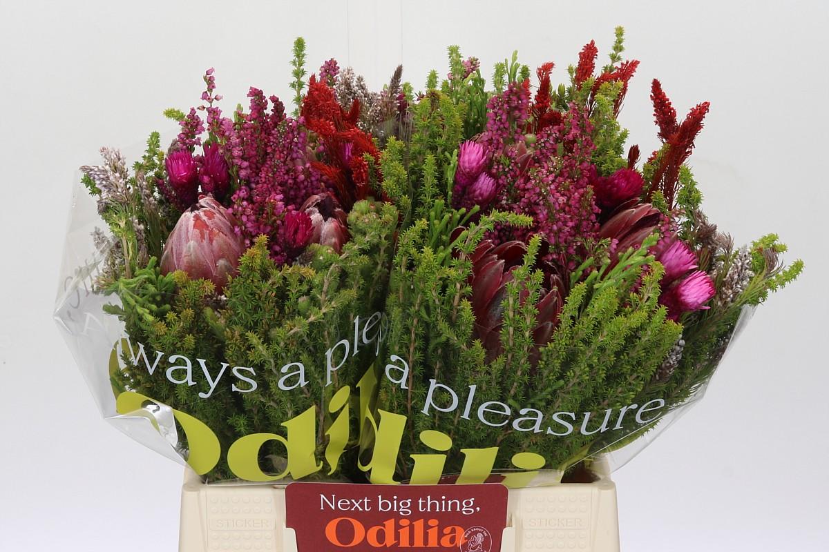 Срезанные цветы оптом Protea bq hybrid carrousel tinted от 3шт из Голландии с доставкой по России