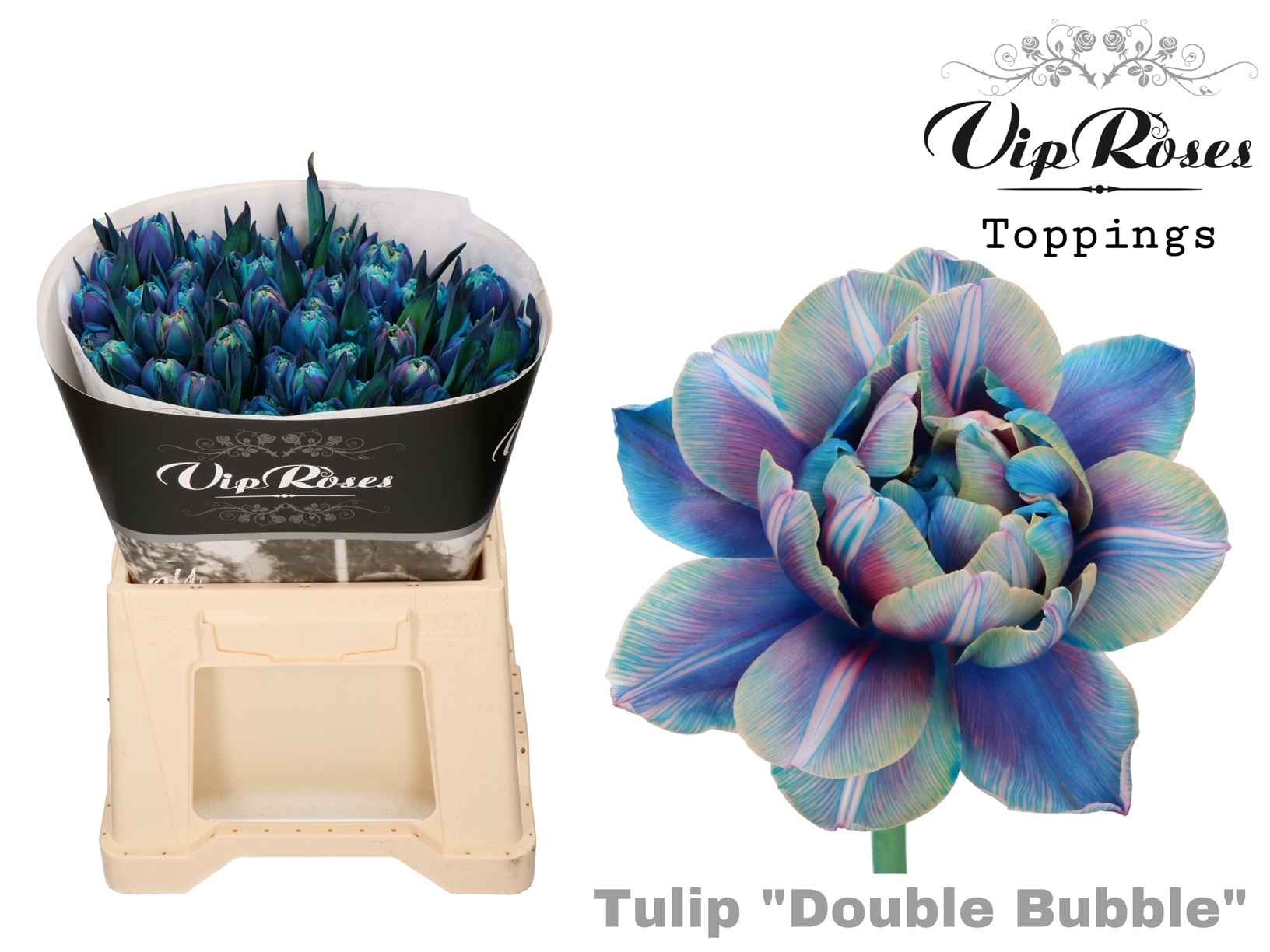Срезанные цветы оптом Tulipa do paint double bubble от 50шт из Голландии с доставкой по России