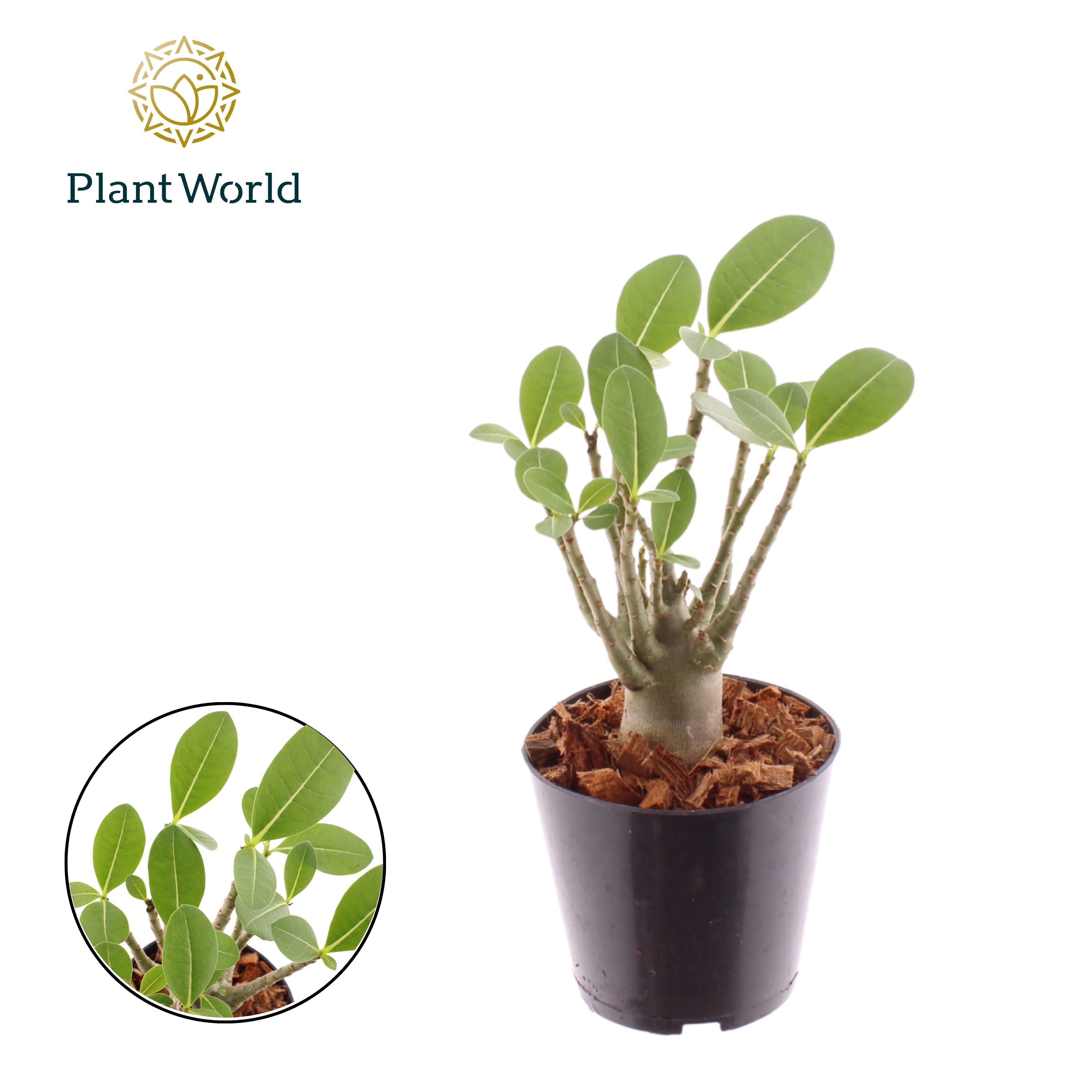 Горшечные цветы и растения оптом Adenium Obesum от 10шт из Голландии с доставкой по России