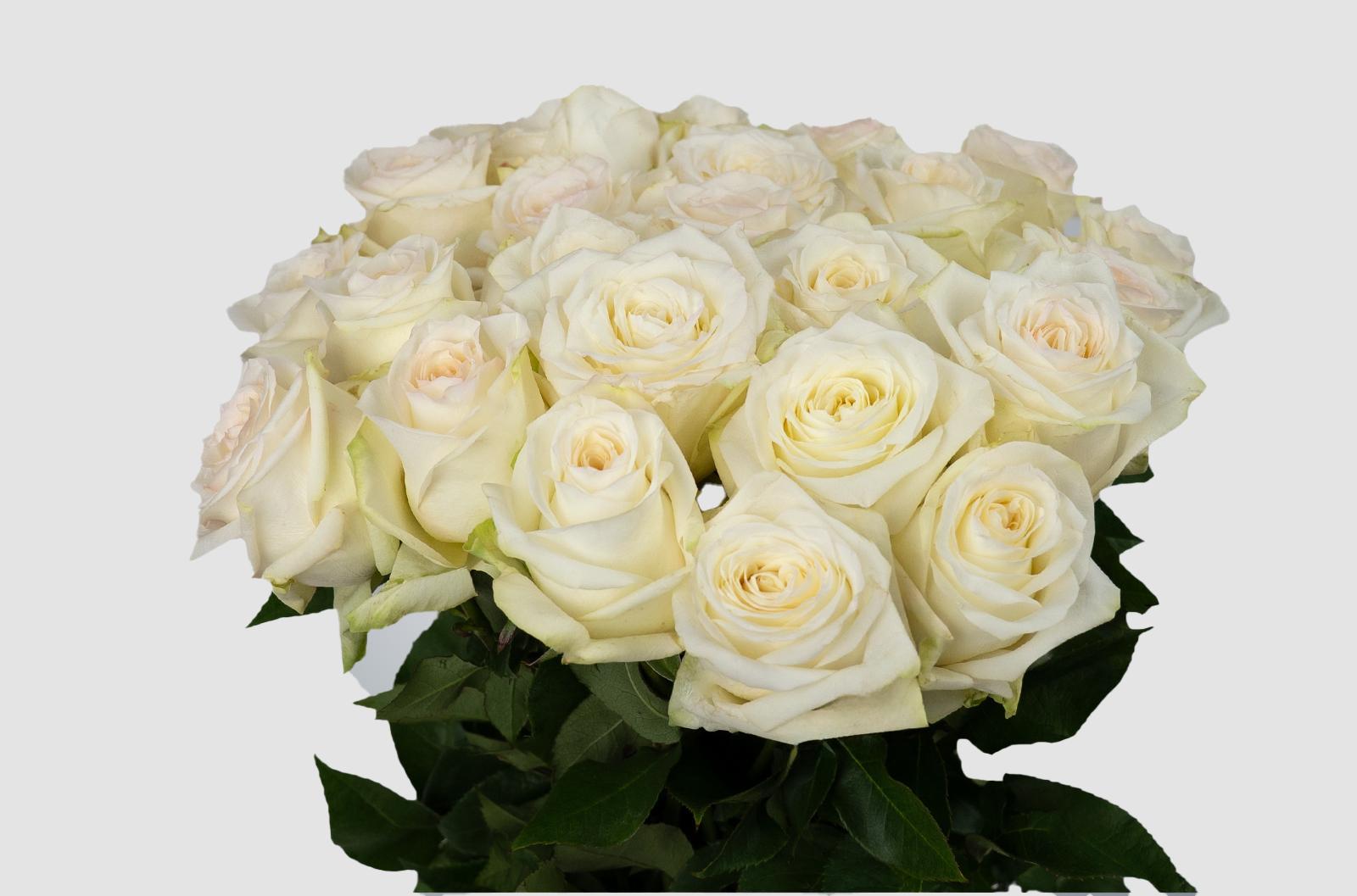 Срезанные цветы оптом Rosa ec candlelight от 125шт из Голландии с доставкой по России