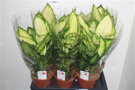 Горшечные цветы и растения оптом Dieff Camilla от 6шт из Голландии с доставкой по России