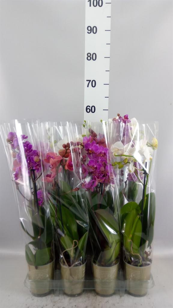 Горшечные цветы и растения оптом Phalaenopsis ...mix от 12шт (для телеги) из Голландии с доставкой по России