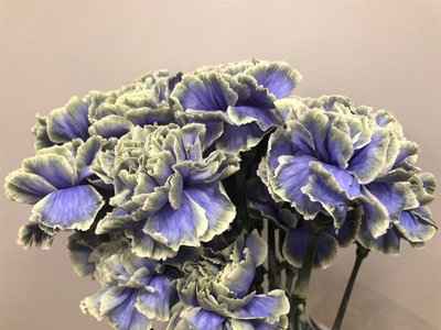 Срезанные цветы оптом Dianthus st paint purple fresh от 80шт из Голландии с доставкой по России