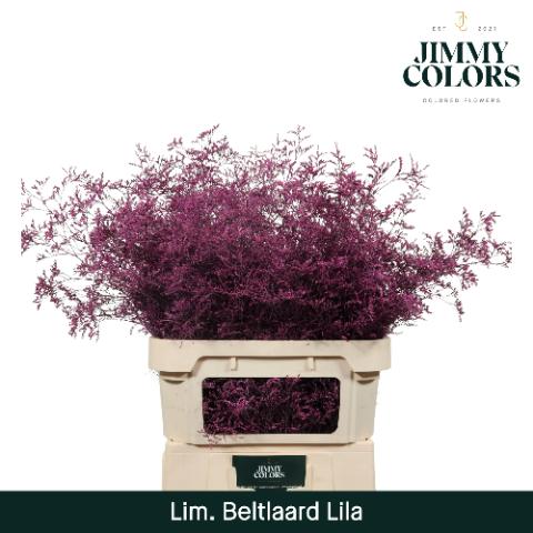 Срезанные цветы оптом Limonium beltlaard paint lila от 25шт из Голландии с доставкой по России