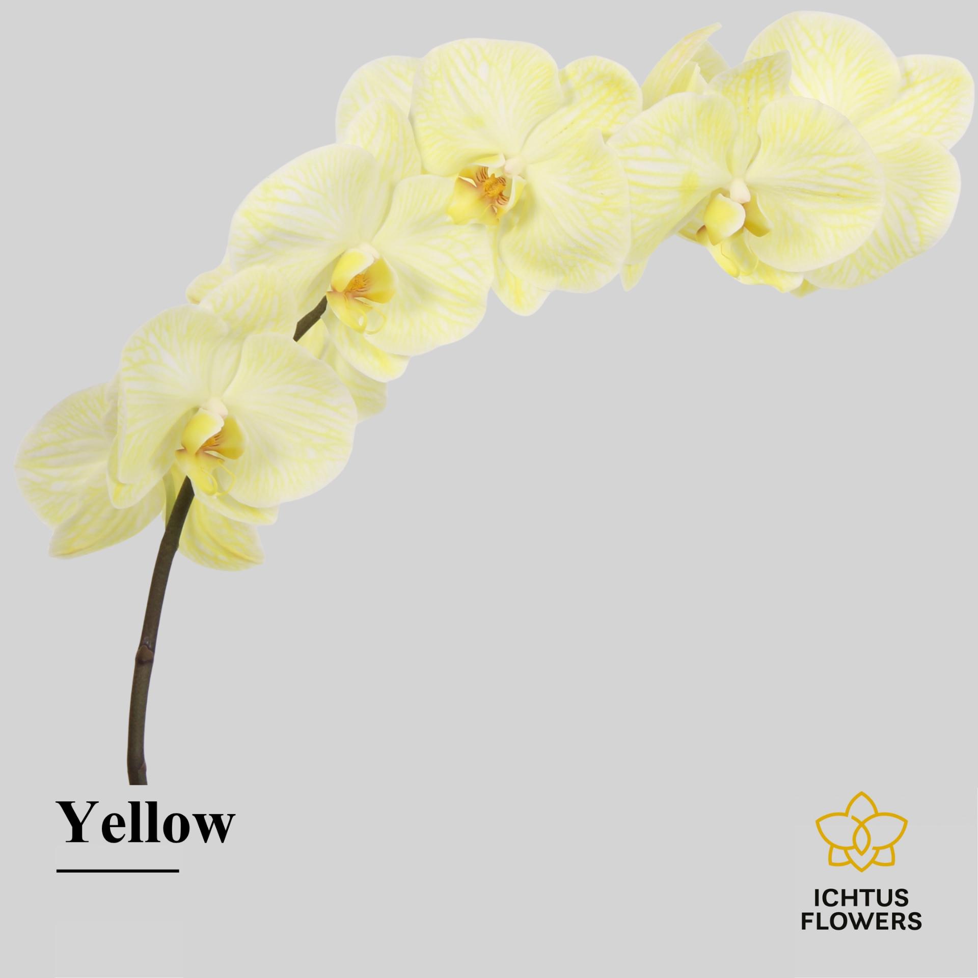 Срезанные цветы оптом Phalaenopsis paint yellow от 6шт из Голландии с доставкой по России