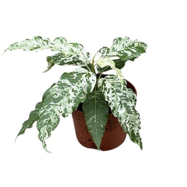 Горшечные цветы и растения оптом Ficus Snowstorm от 1шт (для телеги) из Голландии с доставкой по России