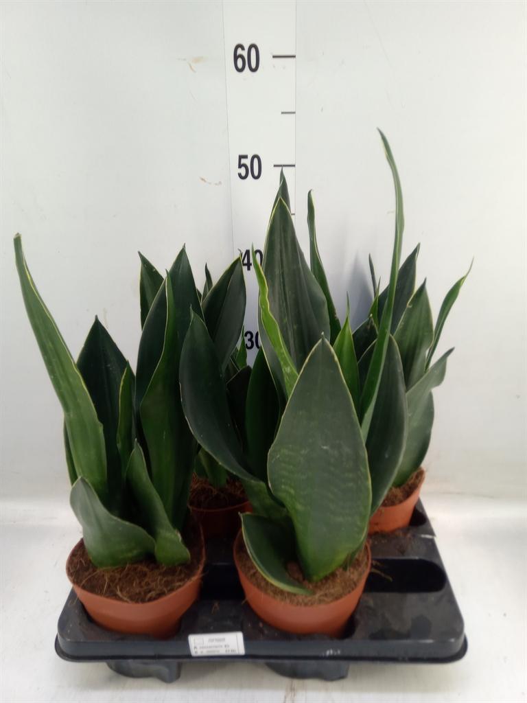 Горшечные цветы и растения оптом Sansevieria Trifa.   ... от 4шт из Голландии с доставкой по России