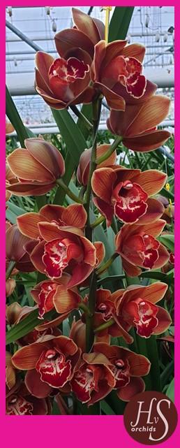 Срезанные цветы оптом Cymbidium brown napoli от 12шт из Голландии с доставкой по России