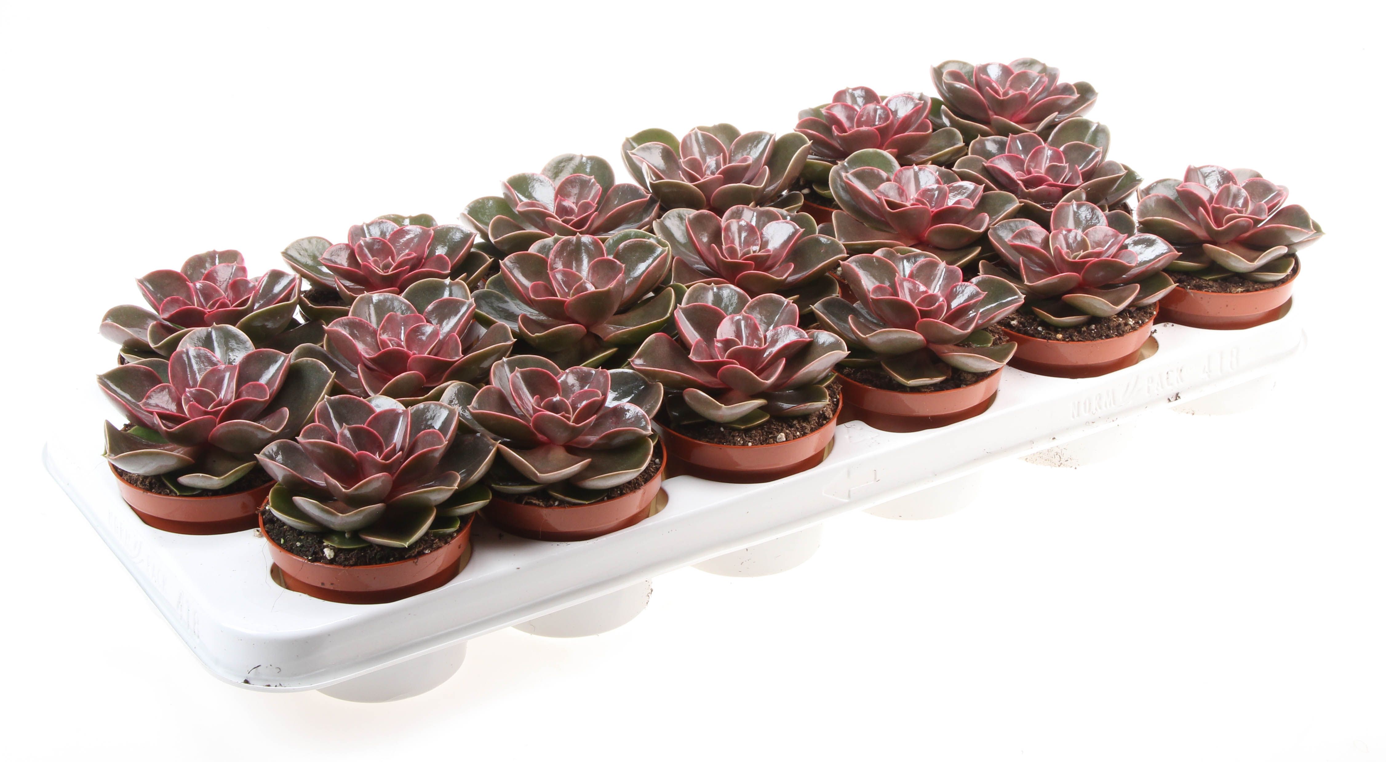 Горшечные цветы и растения оптом Echeveria Magic Parel от 18шт (для телеги) из Голландии с доставкой по России