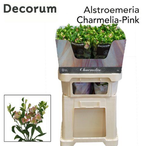 Срезанные цветы оптом Alstroemeria fl charmelia pink от 50шт из Голландии с доставкой по России