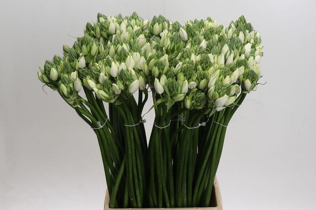 Срезанные цветы оптом Ornithogalum pilar white от 150шт из Голландии с доставкой по России