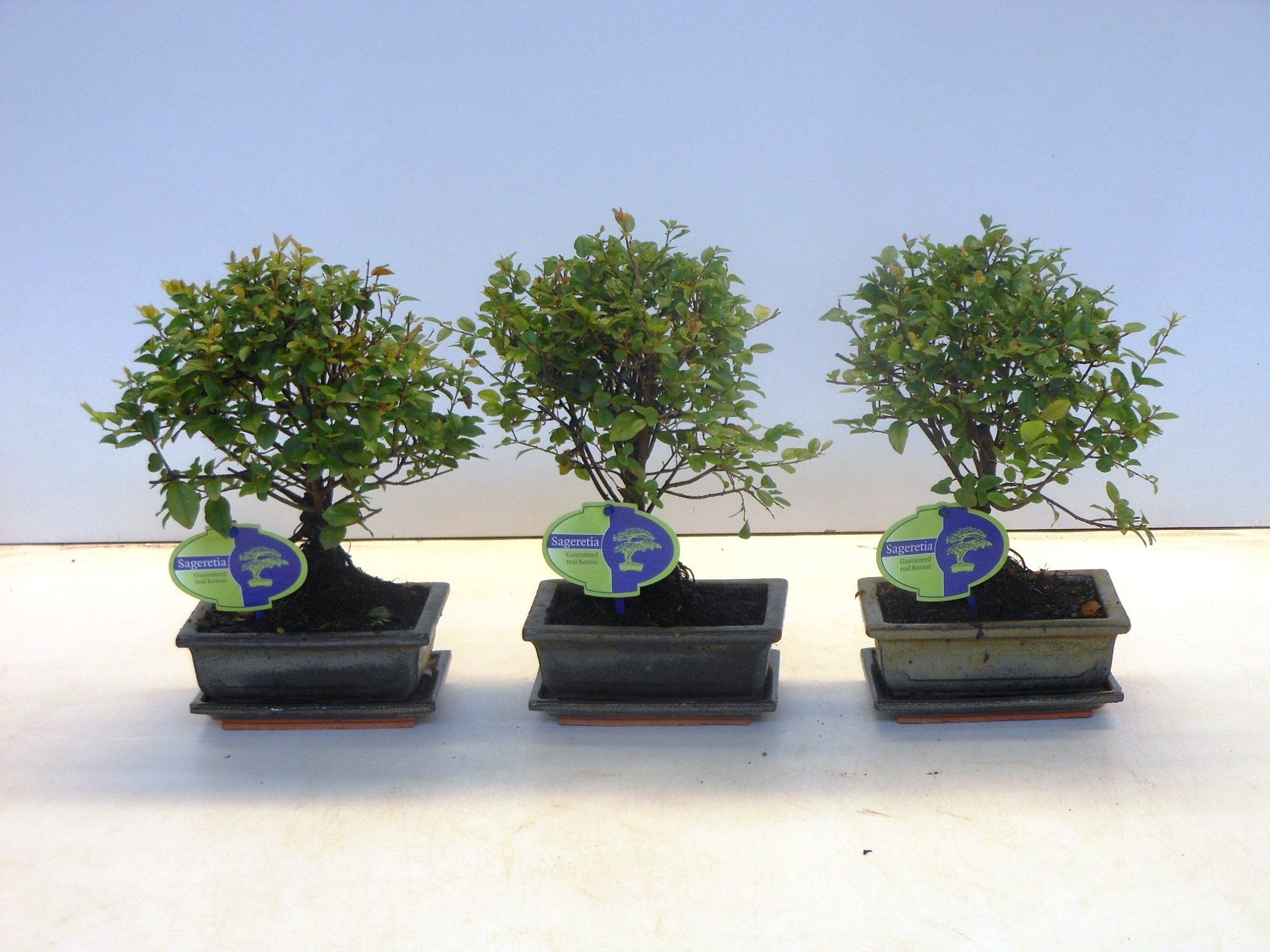 Горшечные цветы и растения оптом Bonsai Sageretia Theezans, 15cm., Broom, With Drip от 10шт из Голландии с доставкой по России