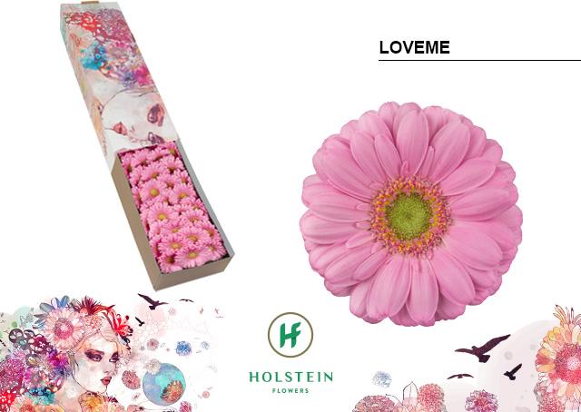 Срезанные цветы оптом Germini loveme от 60шт из Голландии с доставкой по России