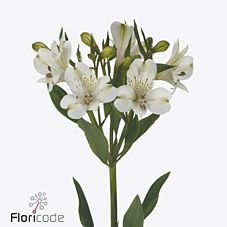 Срезанные цветы оптом Alstroemeria white swan от 40шт из Голландии с доставкой по России