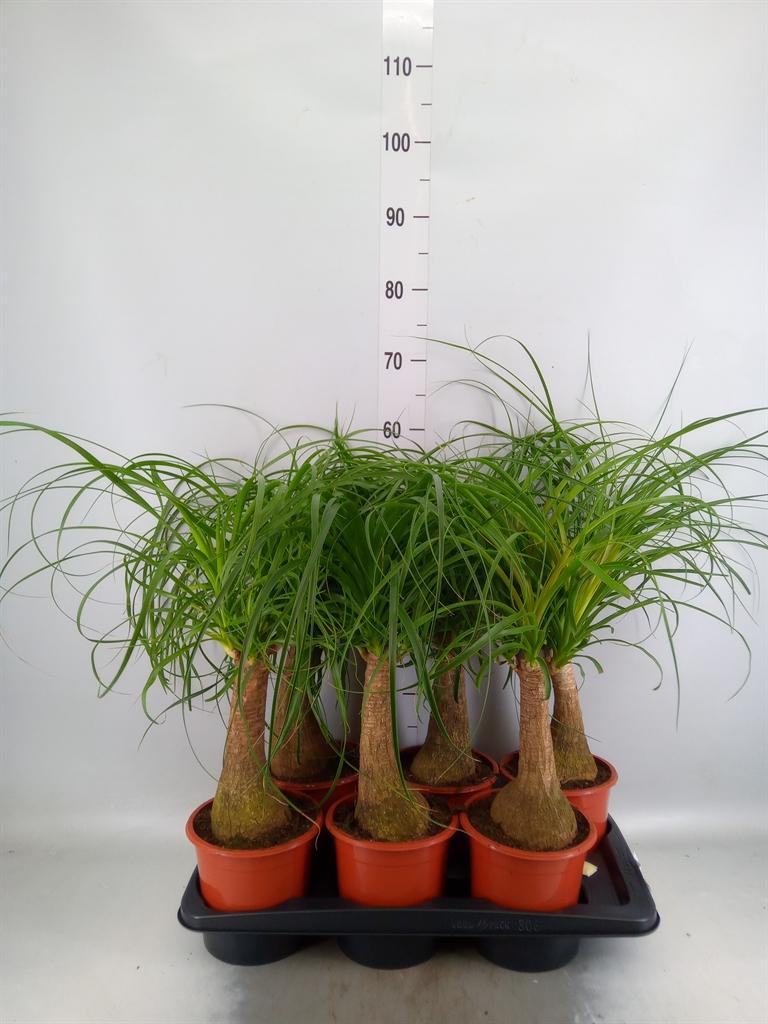 Горшечные цветы и растения оптом Beaucarnea Recurvata от 6шт из Голландии с доставкой по России