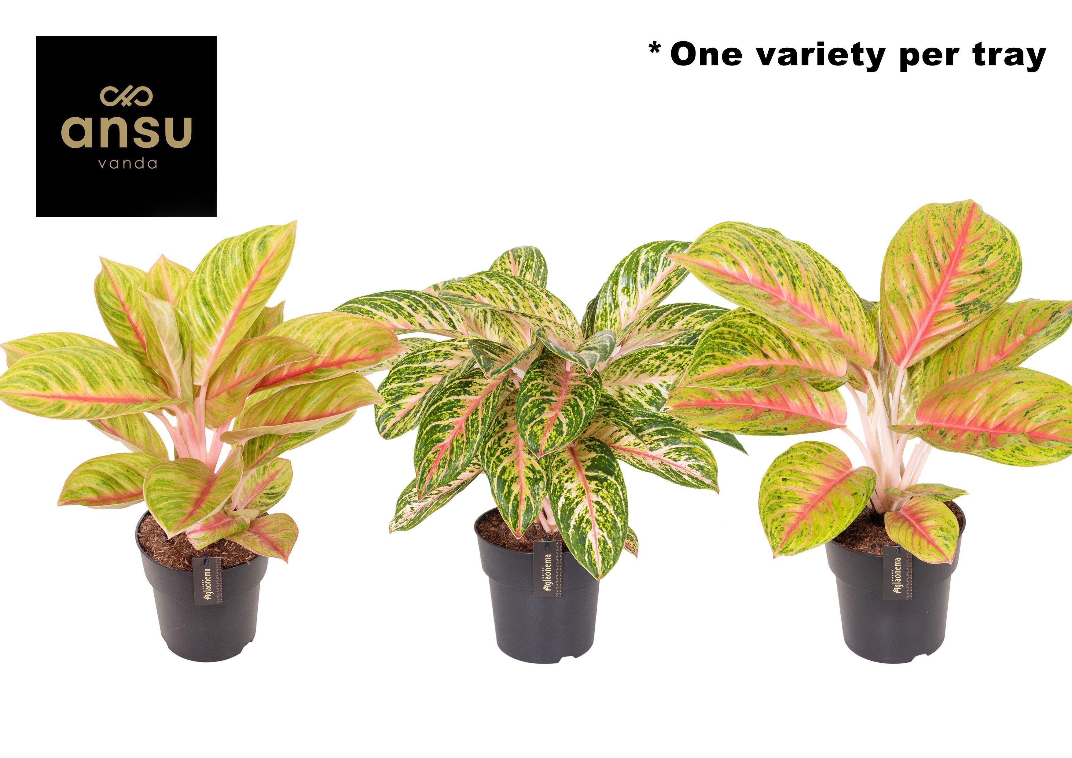 Горшечные цветы и растения оптом Aglaonema Pink Surprise Tray от 3шт из Голландии с доставкой по России