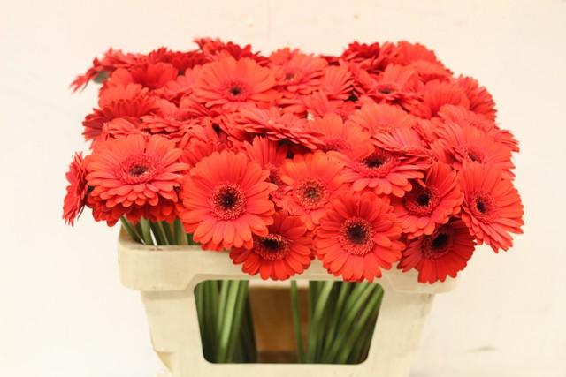 Срезанные цветы оптом Germini red от 80шт из Голландии с доставкой по России