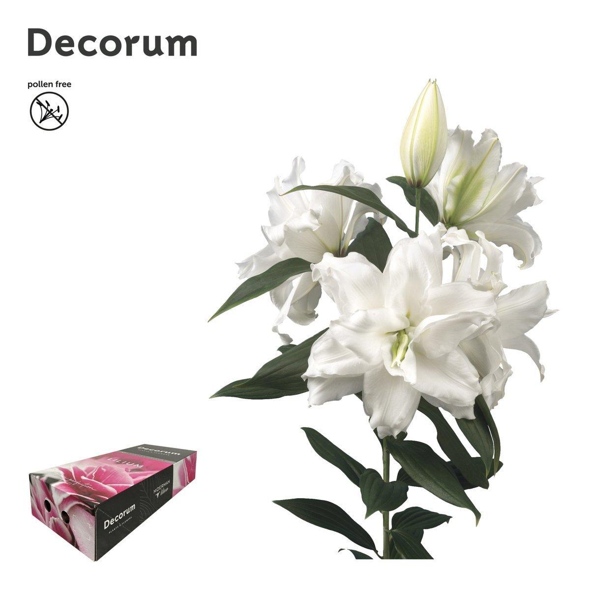 Срезанные цветы оптом Lilium or dbl roselily dejima от 100шт из Голландии с доставкой по России