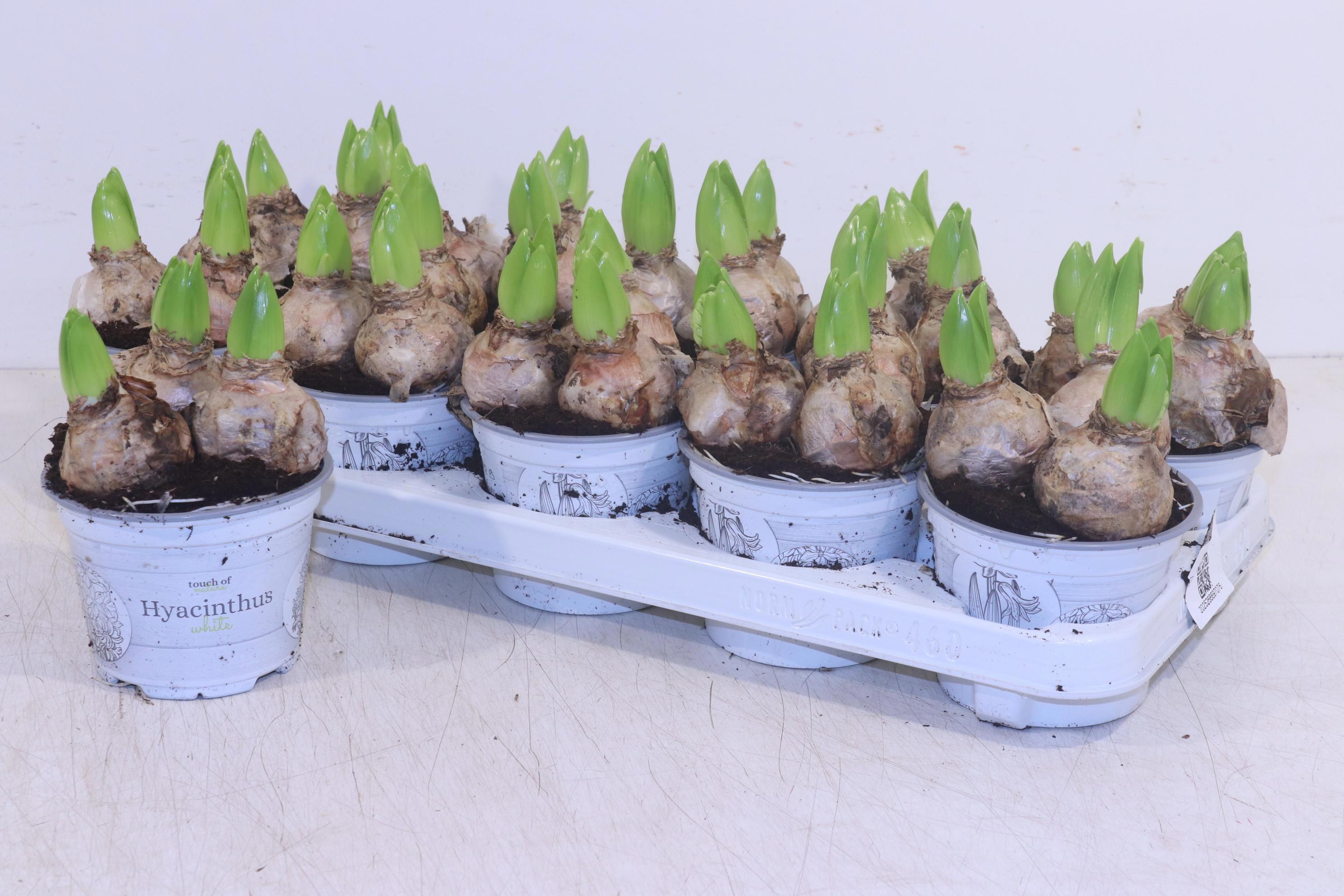 Горшечные цветы и растения оптом Hyacin White Pearl от 10шт из Голландии с доставкой по России