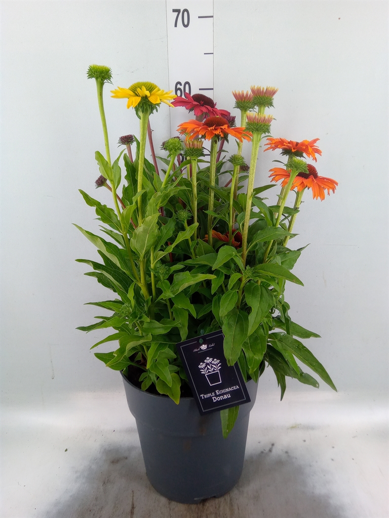Горшечные цветы и растения оптом Echinacea   ... от 1шт из Голландии с доставкой по России