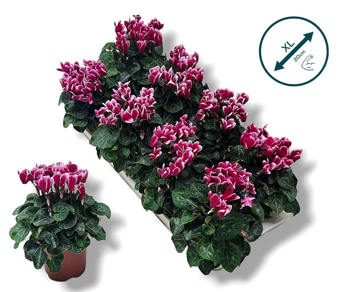 Горшечные цветы и растения оптом Cyclamen Compact Fantasia Purple от 8шт (для телеги) из Голландии с доставкой по России