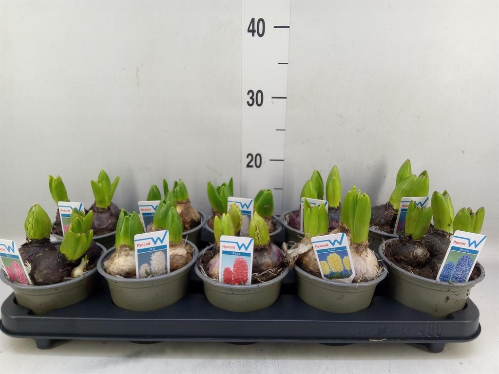 Горшечные цветы и растения оптом Hyacinthus Orie.   ...mix 6 от 10шт из Голландии с доставкой по России