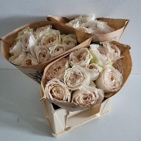 Срезанные цветы оптом Rosa garden shade of beige! от 30шт из Голландии с доставкой по России