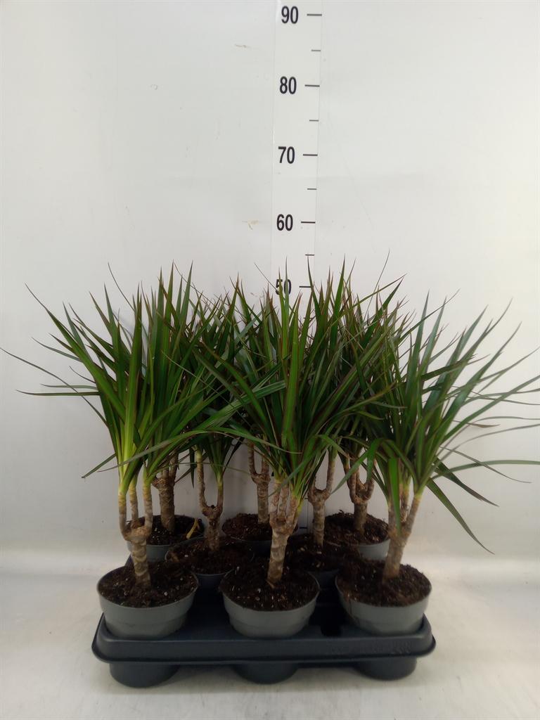 Горшечные цветы и растения оптом Dracaena Marg. от 8шт из Голландии с доставкой по России