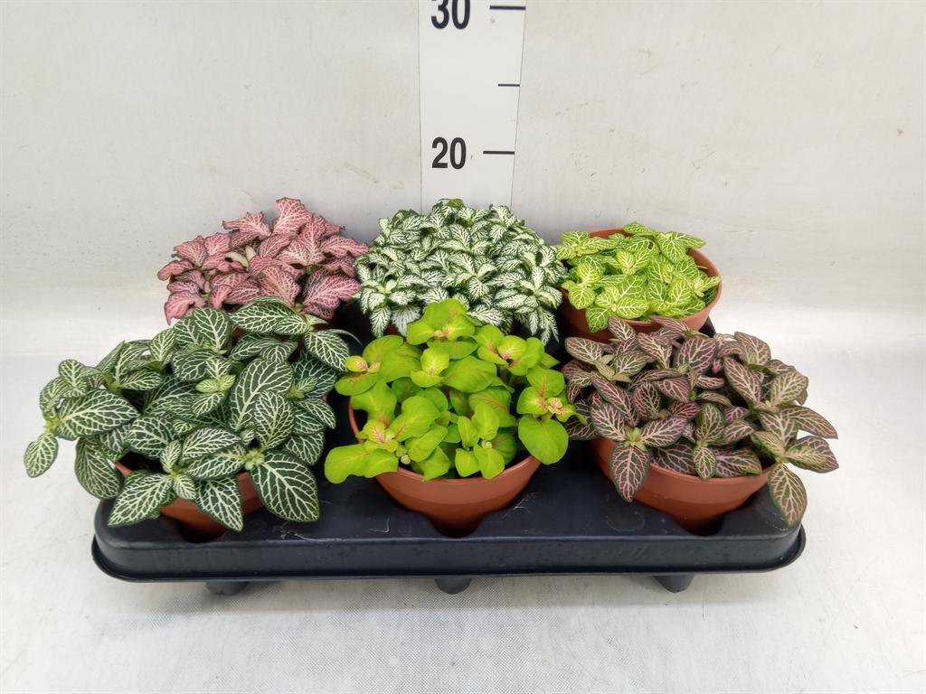 Горшечные цветы и растения оптом Fittonia   ...mix от 6шт из Голландии с доставкой по России